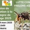[ilustration]- Lutte contre les frelons asiatiques